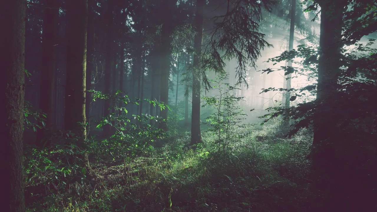 Environmental team conducting habitat restoration in forest